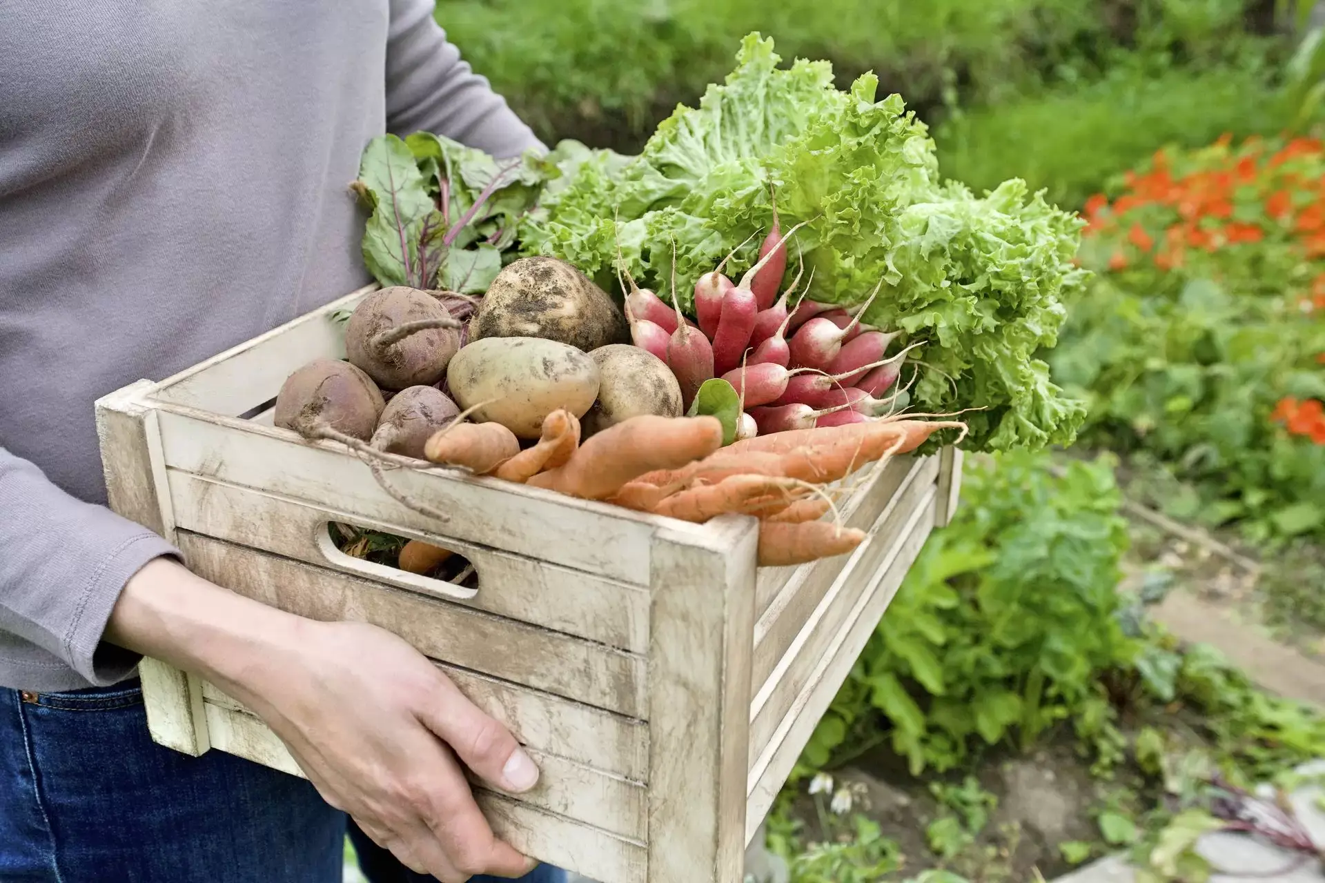 Vegetable gardening for beginners &#8211; a comprehensive guide