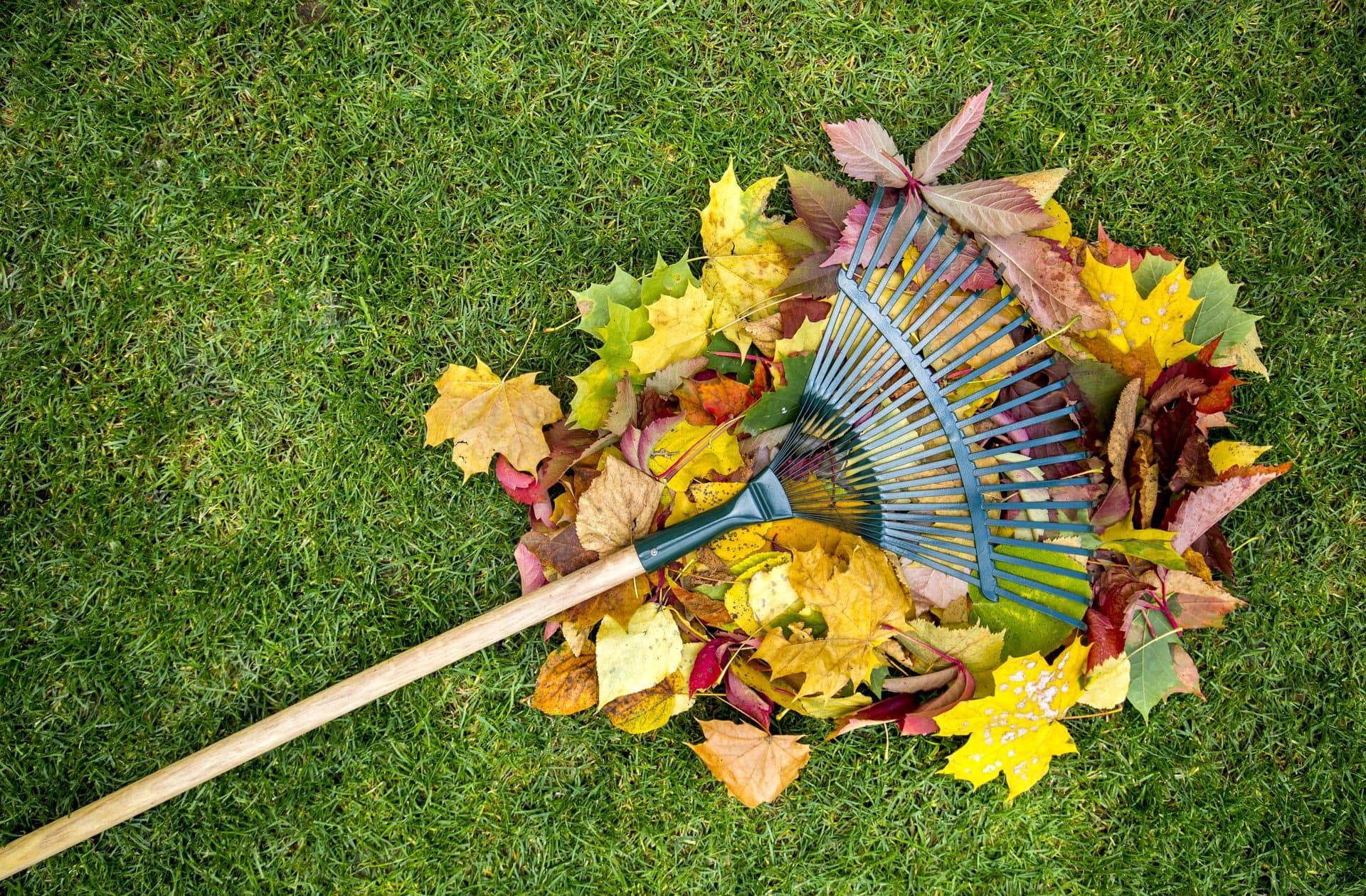 How to rake leaves, and is it really necessary?