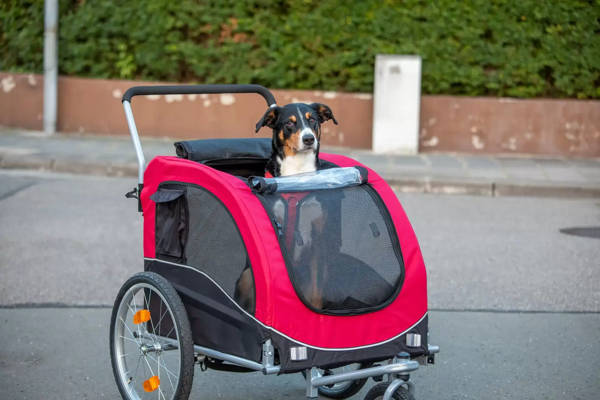 Taking your furry friend for a ride: The benefits of using a pet bike trailer 