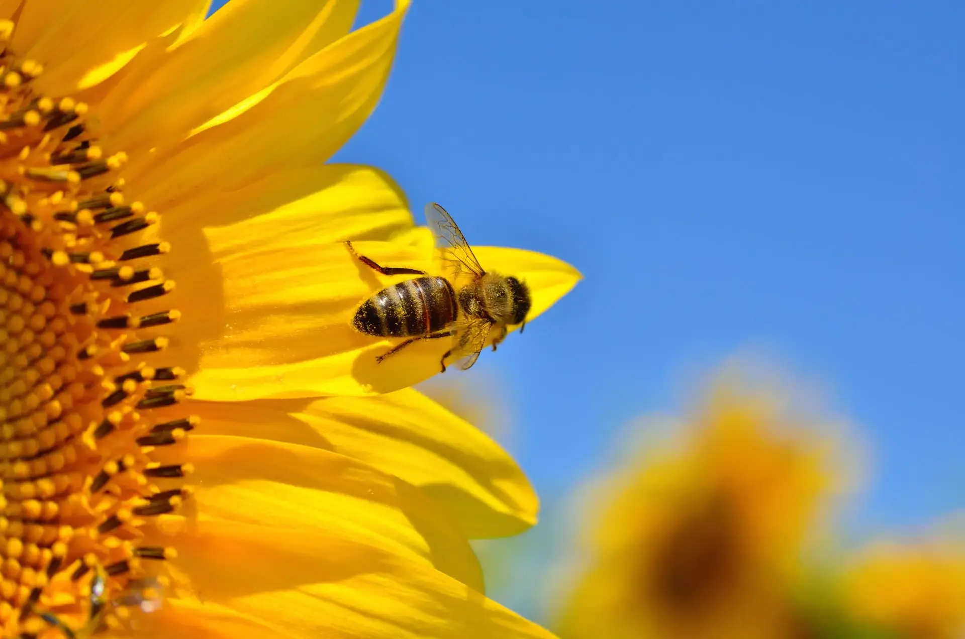 Honey Plants for Your Garden and Balcony &#8211; Become a Bee&#8217;s Best Friend