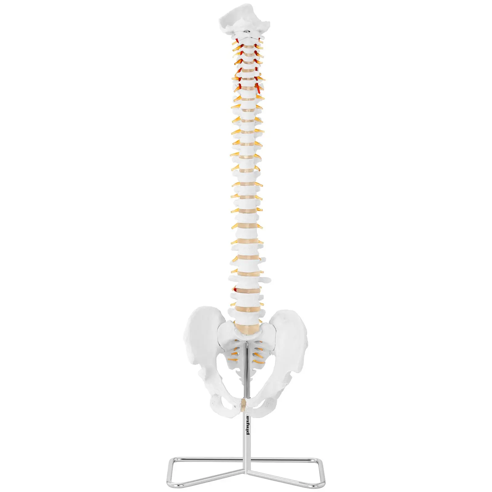 Model Spine with Pelvis - lifesized