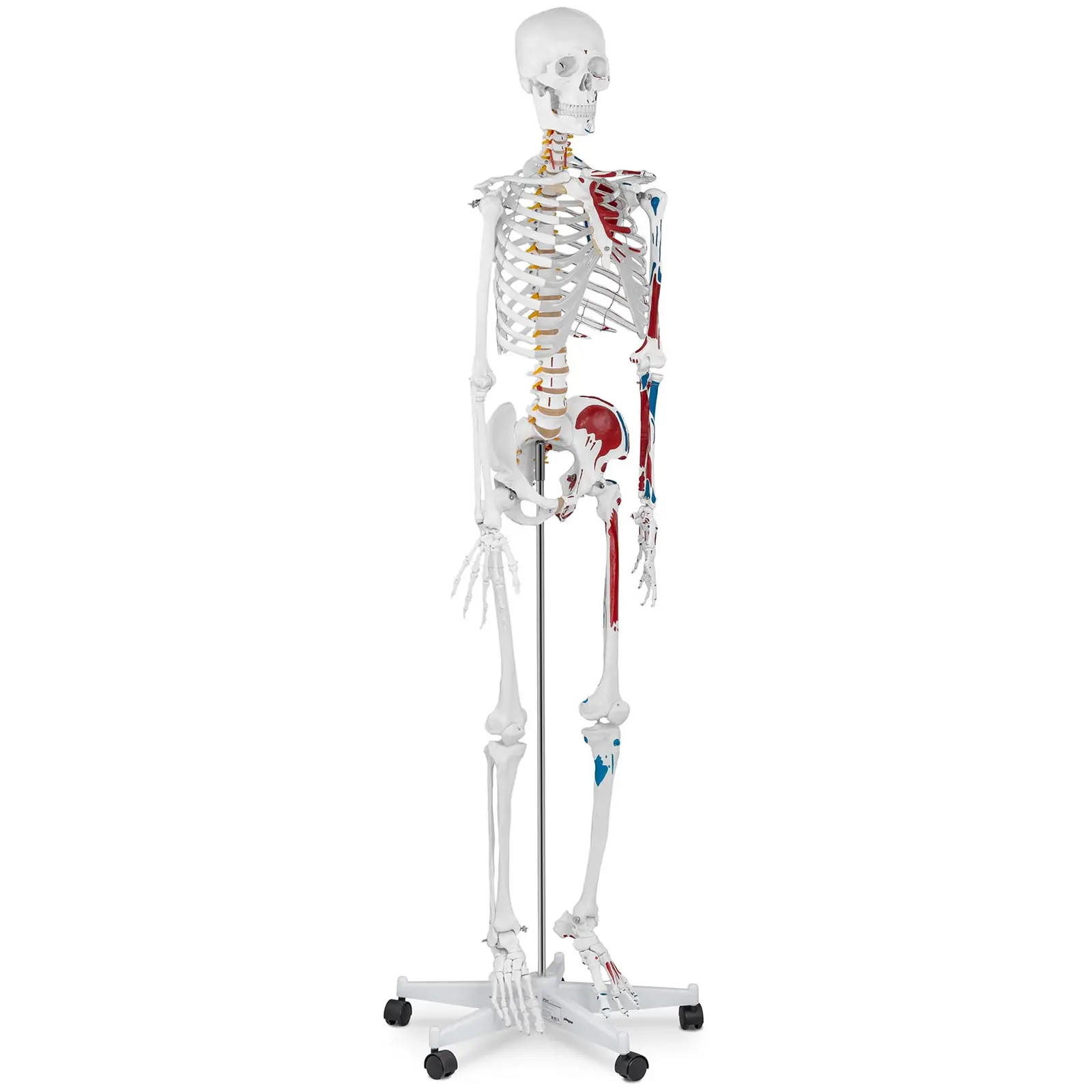 Model Skeleton  - Life-sized - coloured