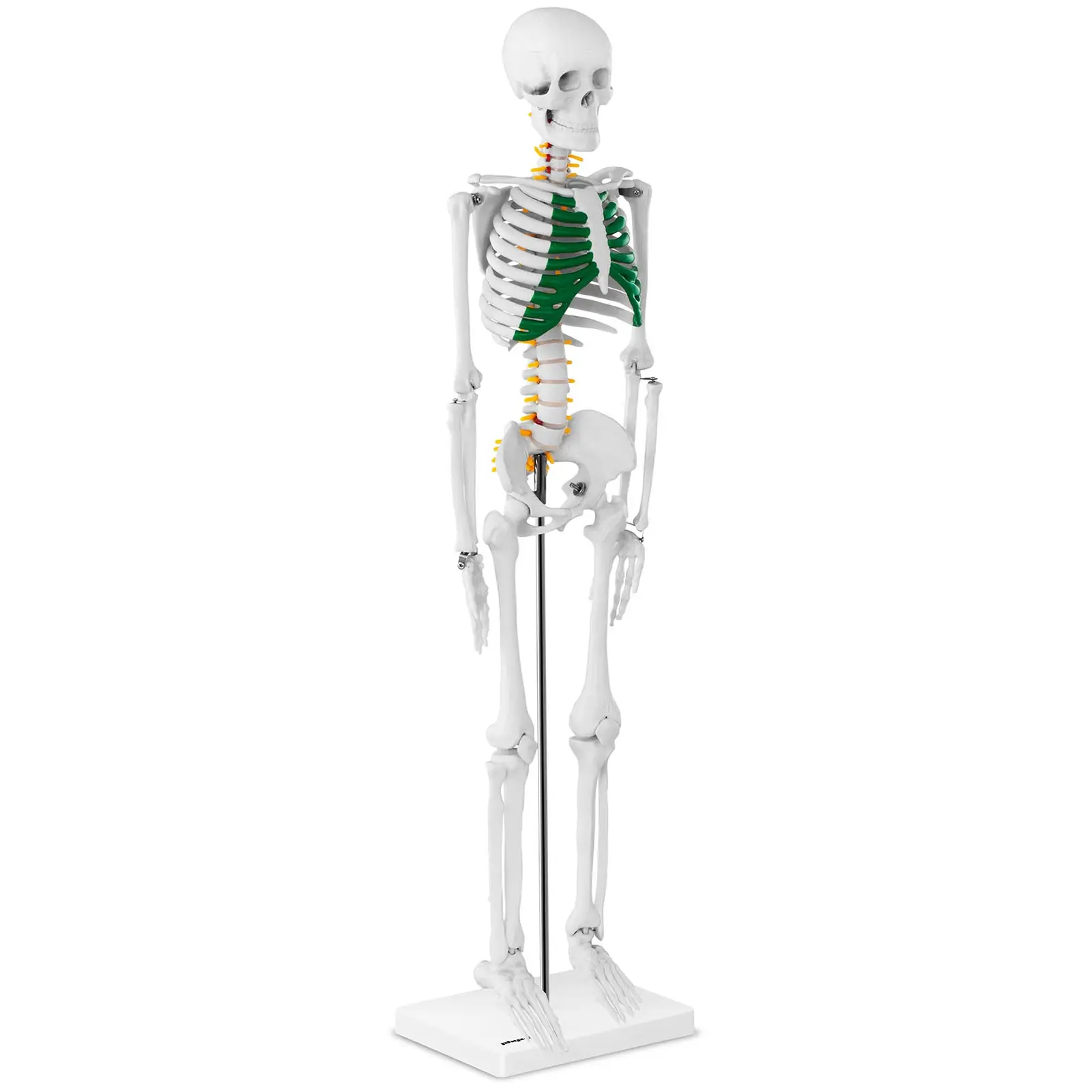 Miniature Skeleton - 85 cm
