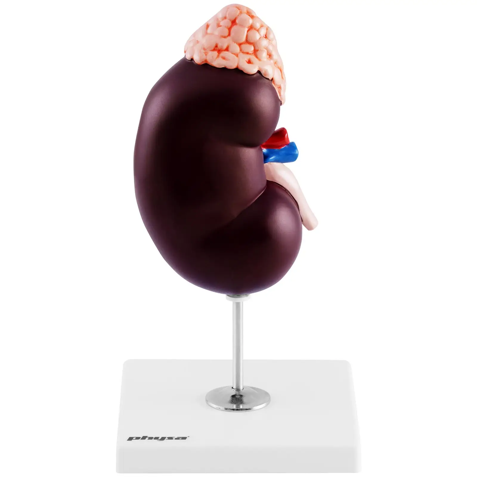 Kidney model - 1.5x magnification