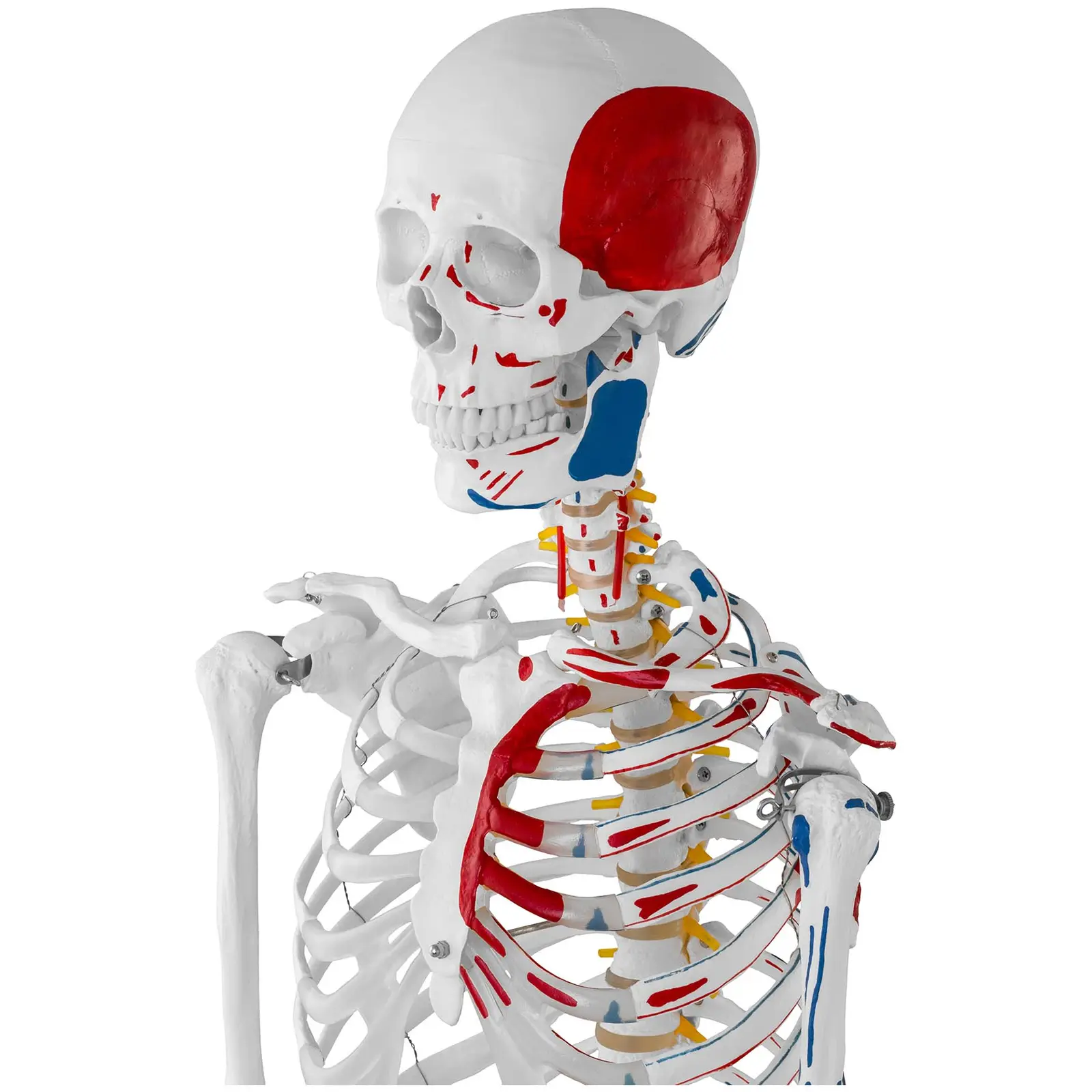 Model Skeleton  - Life-sized - coloured