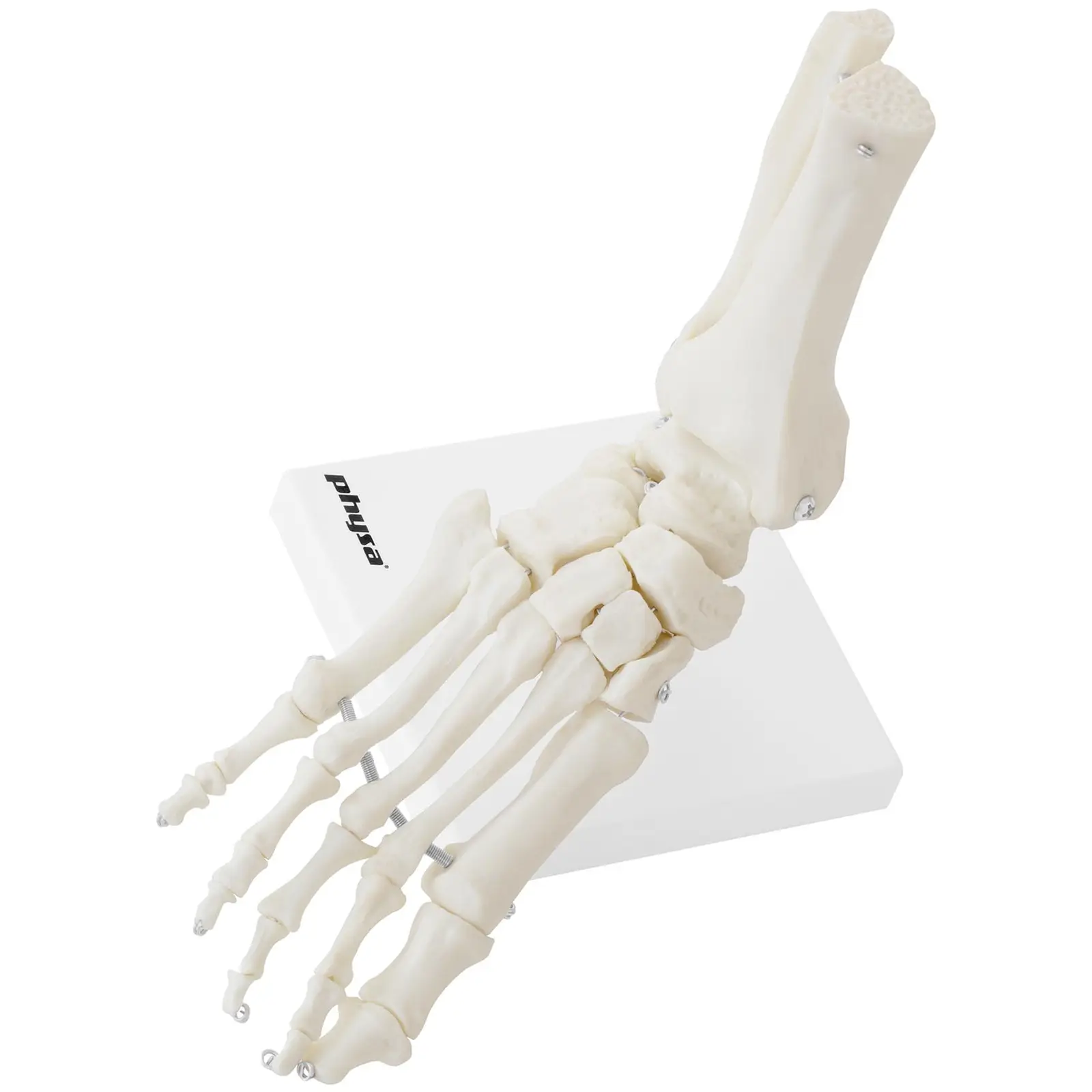 Foot Skeleton Model
