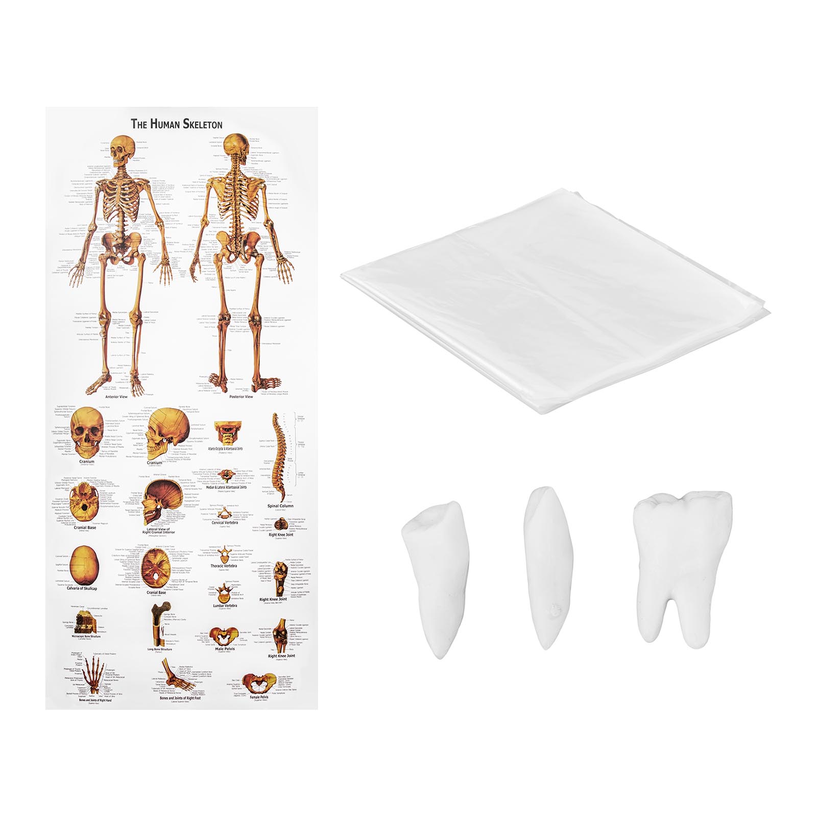 Skeleton Model - Life-sized