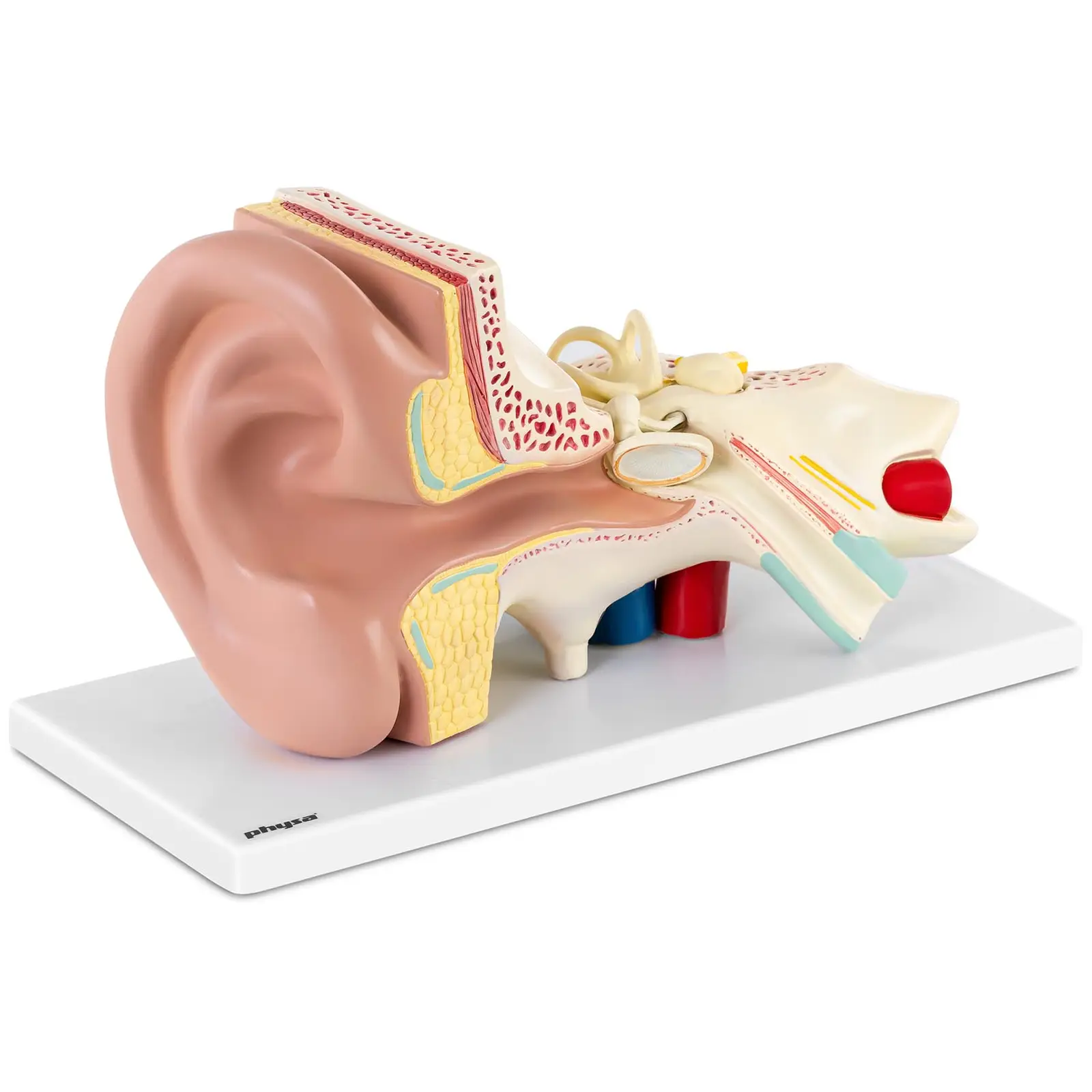 Ear Model - Dismountable into 4 Parts - Triple Size