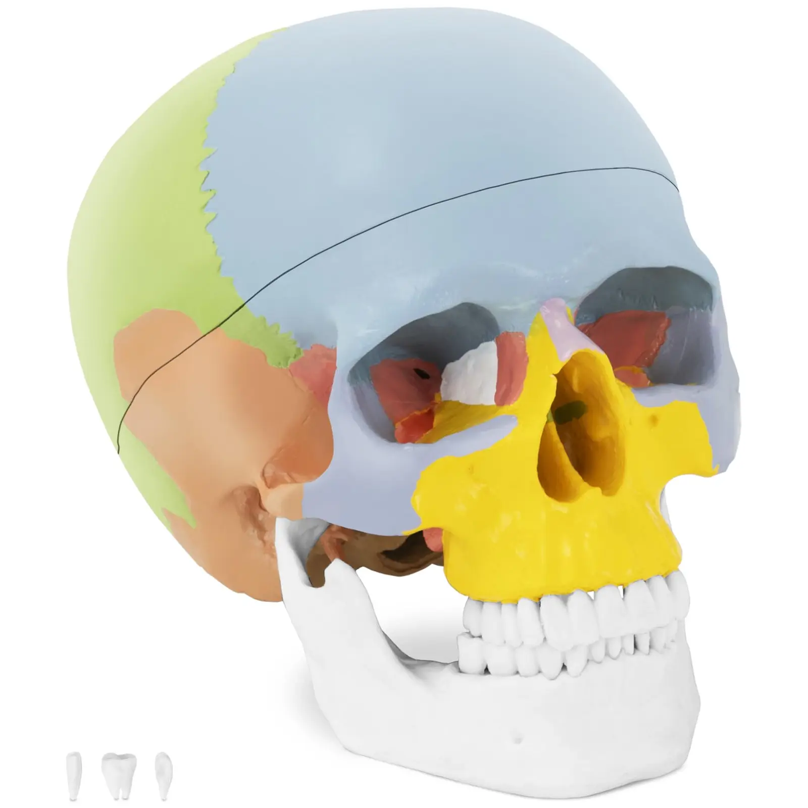 Skull Model - colourful